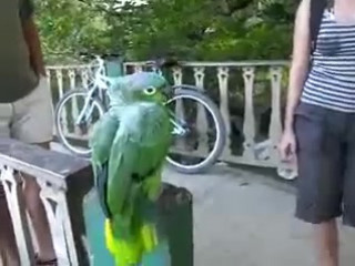 the parrot laughs (watch everyone) =)))
